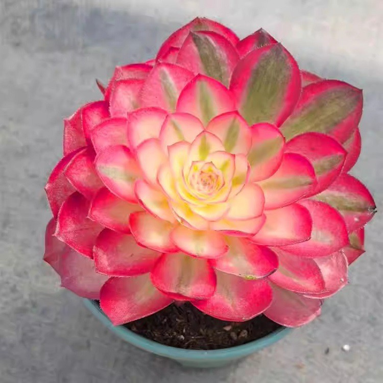 Aeonium Lychee