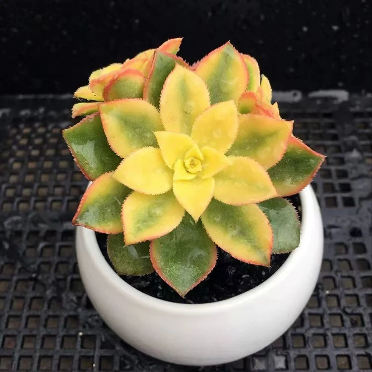 Aeonium Watercolor Var
