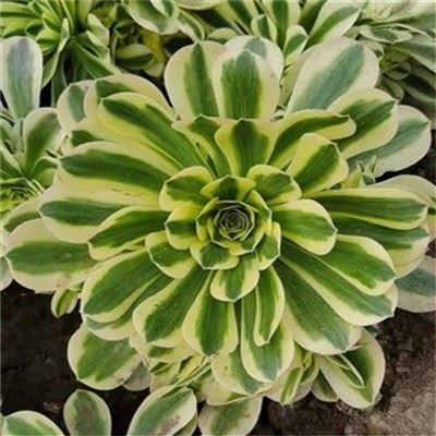 Aeonium Maybach