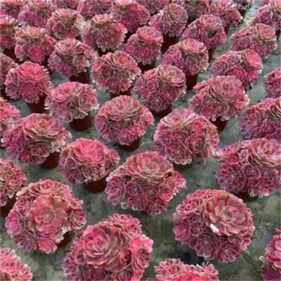 Aeonium Rosa Strega Cristata