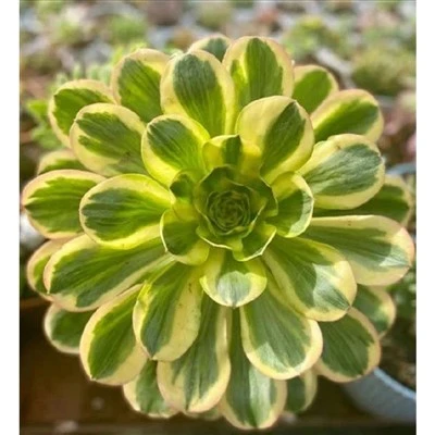Aeonium Undulatum var