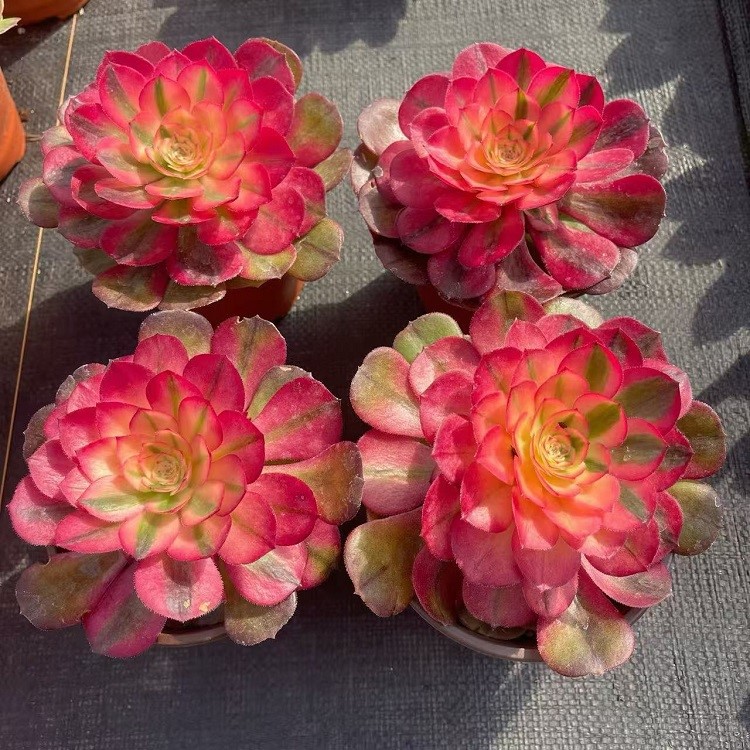 product-750-750 product-750-750