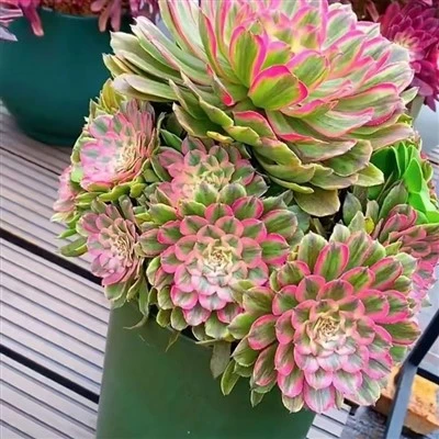 Aeonium Fiore di Pesco Var